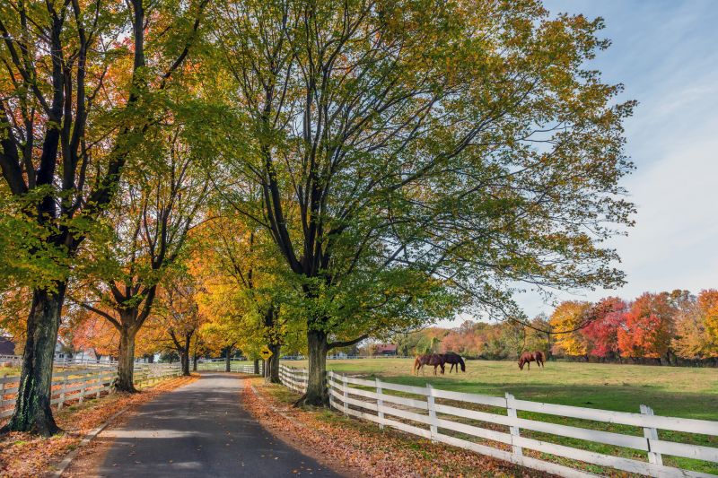 Horse Fence Replacement in Roseville, CA