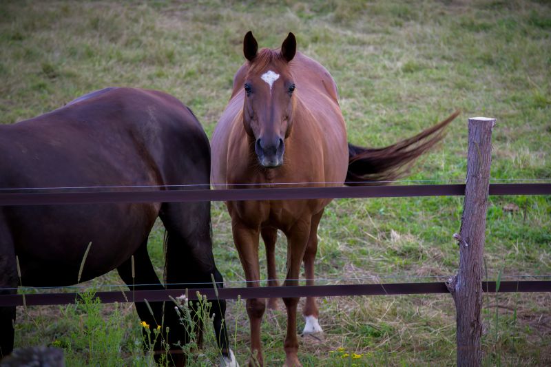 Equine Fence Installation in Roseville, CA