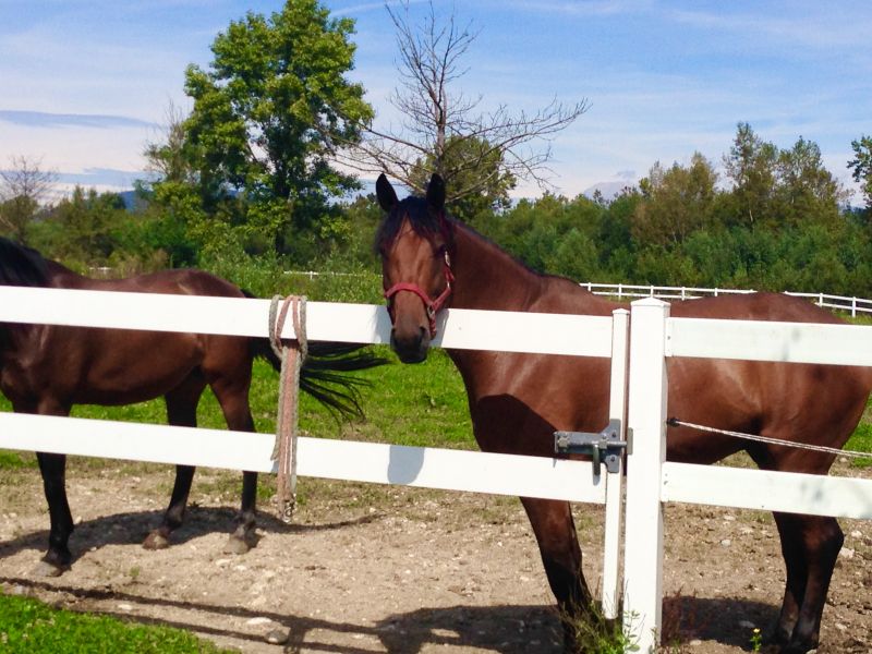 Horse Fence Replacement in South Houston, TX