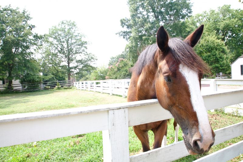 Horse Fence Replacement in Sacramento, CA